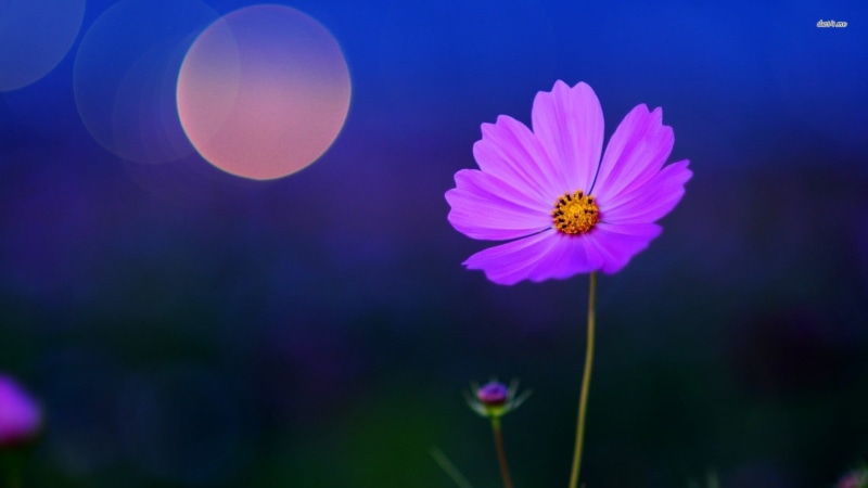 1080P, purple, pollen, vulnerability, flowers, pink color, macro, Cosmos (flower), plant, shot, outdoors, freshness, fragility, no people, flower head