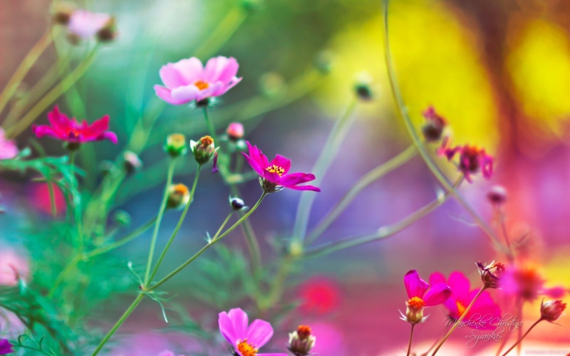 flower head, close-up, Cosmos (flower), plant, depth of field, plants, growth, inflorescence, pink color, no people, fragility, flowering plant, animal themes