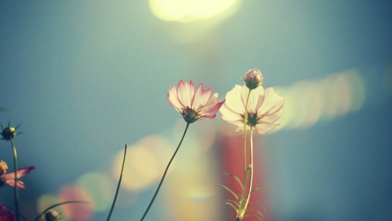 yellow, pink, flower Head, sunset, 1080P, vulnerability, plant, no People, green Color, sunlight, wildflower, inflorescence, fragility, cosmos Flower