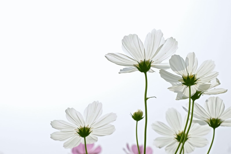 4K, white, flower, daisy, detail, atmosphere, nature, plant, low, Cosmos, summer, low angle, coreopsis, Beautiful, white  line, angle, petal, springtime