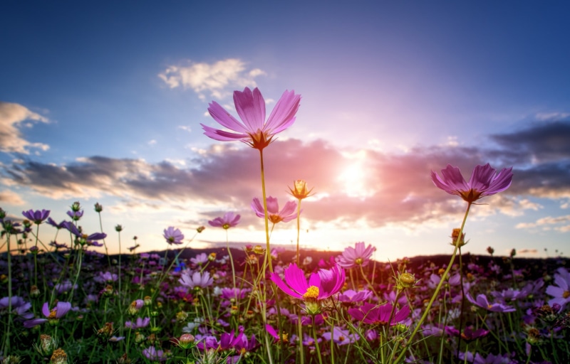 light, 1080P, flowers, outdoors, plant, fall, meadow, pink, cosmos, springtime, field, rural Scene, summer, pink Color, sunset, purple, e-pl5, goodbye