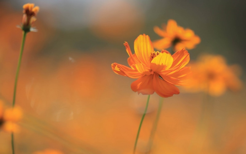 day, flowering plant, close-up, growth, Cosmos (flower), freshness, no people, focus on foreground, orange flowers, cosmos flower, 720P, orange color