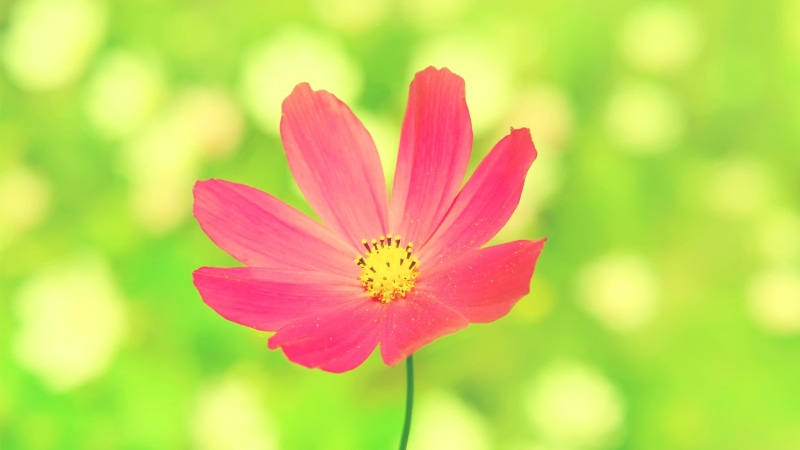 fragility, plant, petal, flower head, flowers, plants, pink flowers, pollen, 2K, pink color, Cosmos (flower), growth, flowering plant, beauty in nature