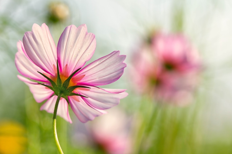 flower, petal, botany, Summer Sun, Denver Botanic Gardens, flower  flower, pink Color, Cosmos, Colorado, plant, flower Head, pink, selective focus, outdoors