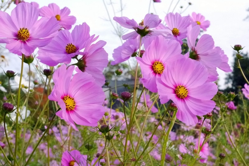 day, pink color, petal, pink, growth, plant, vulnerability, beautiful flowers images, inflorescence, flowers photos, flowers image, field, flower images
