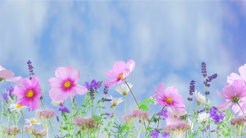 no people, desktop, inflorescence, fragility, astero, intermediate, plants, bipinatus, hd, 4K, purple, grass, pollen, focus on foreground, outdoors, nature