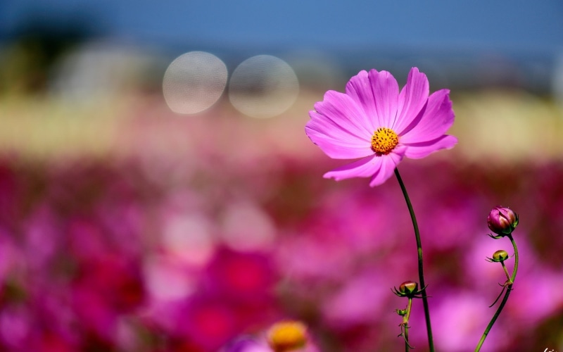 flower head, flowering plant, plant, inflorescence, beauty in nature, vulnerability, focus on foreground, no people, nature, springtime, macro, plants