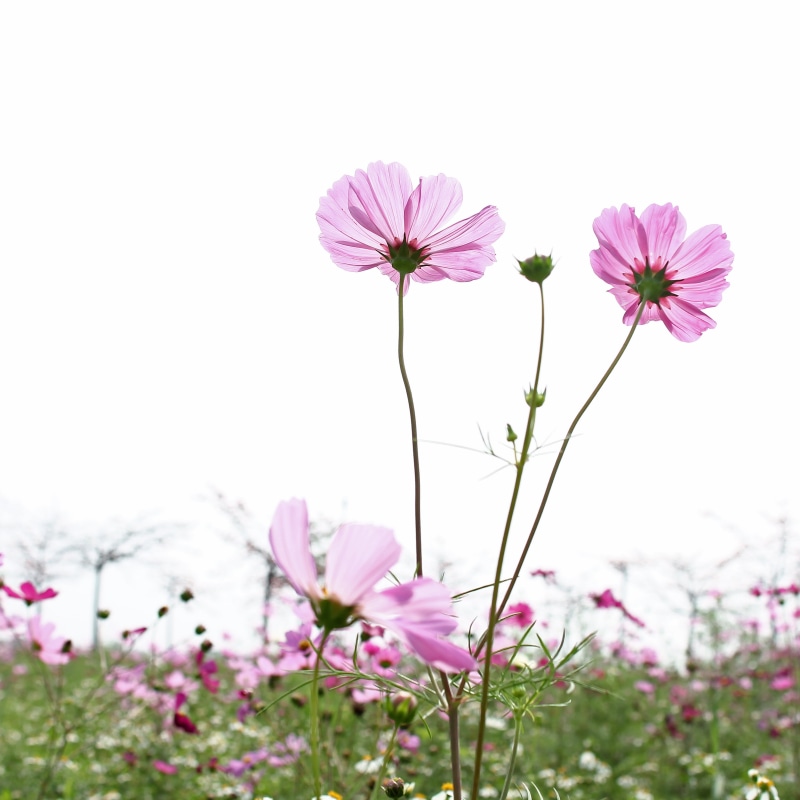 Pink, springtime, green, summer, flower, 自然, meadow, nature, pink Color, Couple, plant, cosmos, field, outdoor, coreopsis, wild, cosmos Flower, 2K, petaled
