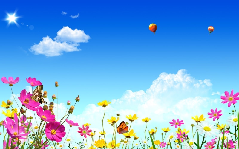 outdoors, flower, plant, hot air balloons, sky, flower head, Cosmos (flower), balloon, cloud - sky, beauty in nature, low angle view, nature, fragility