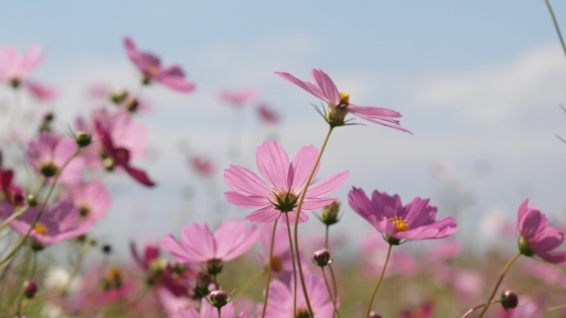 flowers, cosmos Flower, photo, daytime, close, sky, plant, summer, pink Color, pink, petaled, nature, close up, focus, autumn, japan, cosmos, 4K, flower