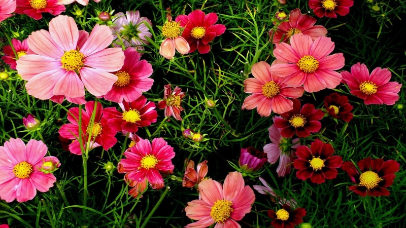 garden, 1080P, cosmos flowers, pink, flowers