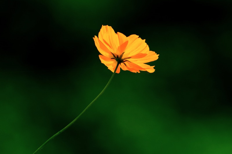 2K, Plant, closeup, HSM, sulphureus, EX, Kanagawa, SIGMA, Orange, Cosmos Sulphureus, Yellow, APO, Tsurumi River, Aoba, Nikon  D7000, F2.8, in The Wind