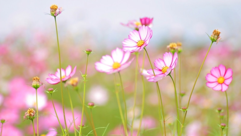 2K, Flowers, 4K, 2560x1440, cosmos, ultra hd