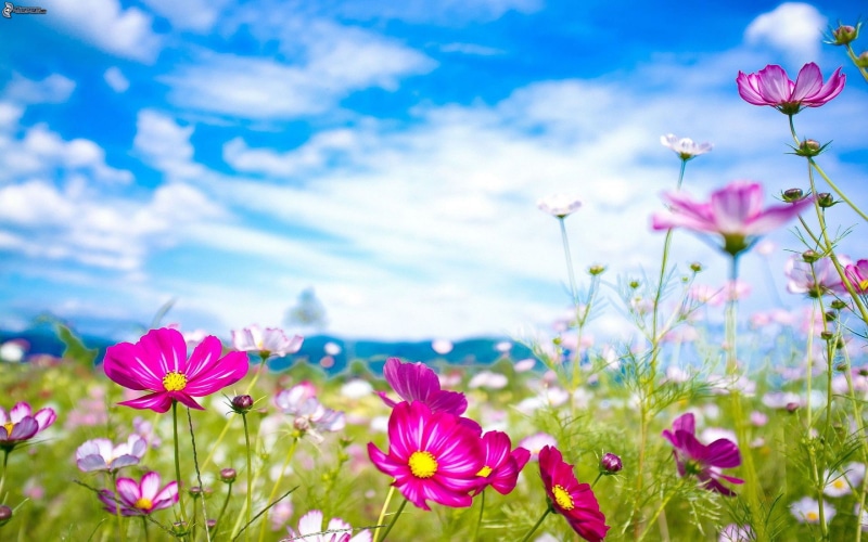 hd, petal, ipad, meadow, blue, nature, outdoors, flowers, iphone, purple, freshness, plant, flowerbed, day, inflorescence, white, widescreen