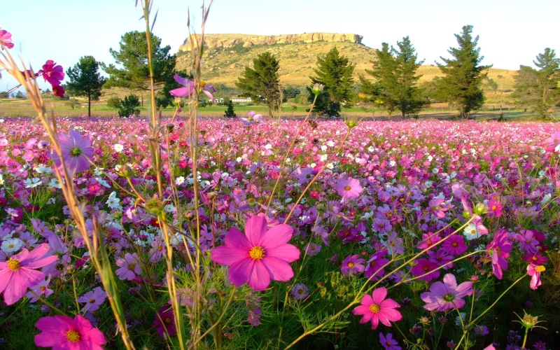 pink, flowers, landscape, 3d and abstract, cosmos, purple, petal, wild flowers, wild, flower, 2K, fields, field