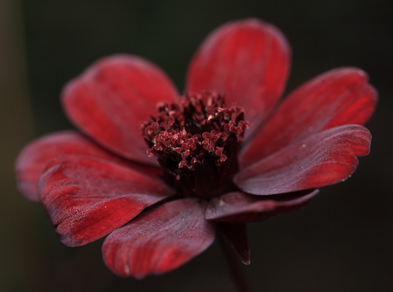 nature, Chocolate Cosmos, Chiba-ken, Canon EF, beauty In Nature, 5D  Mark II, 4K, resolution, plant, macro photography, Chiba-shi, hi-res, close-up, petal