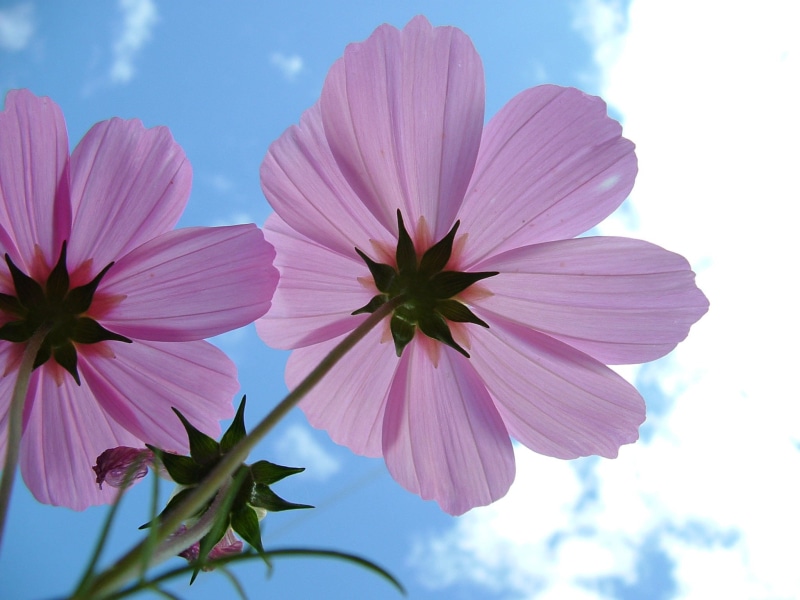 pink, spring, reach the sky, I love, summer, pink Color, primavera, plant, S3000, 1080P, photography, low, Cosmos, nature, angle, low-angle, flower, flower Head