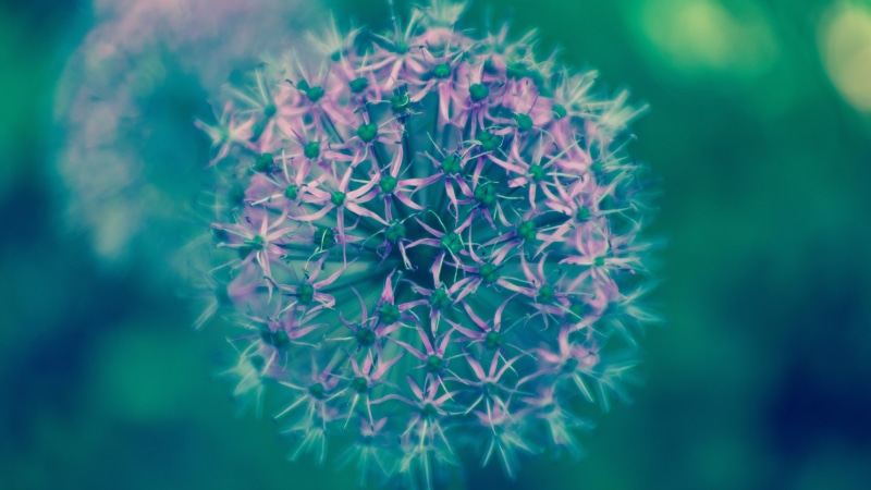 Cosmos (flower), 4K, nature, macro