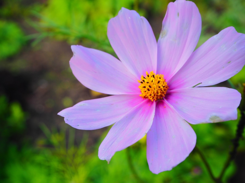 purple, petal, beauty in nature, inflorescence, close-up, day, vulnerability, fragility, pollen, growth, focus on foreground, freshness, flower, flower head