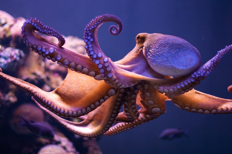 tank, animals in the wild, octopus, outdoors, one animal, animal wildlife, Molusco, beauty in nature, mar, animal themes, Animales, starfish, no people