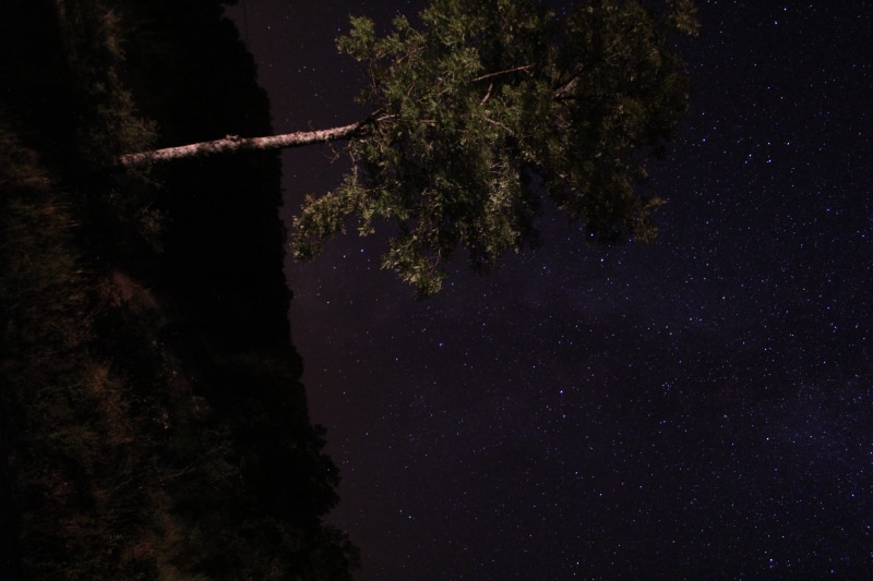 sky, forest, tranquility, nature, stars, growth, night, plant, vegetation, galaxy, starry sky, camping, jungle, land, space, beauty in nature, star field