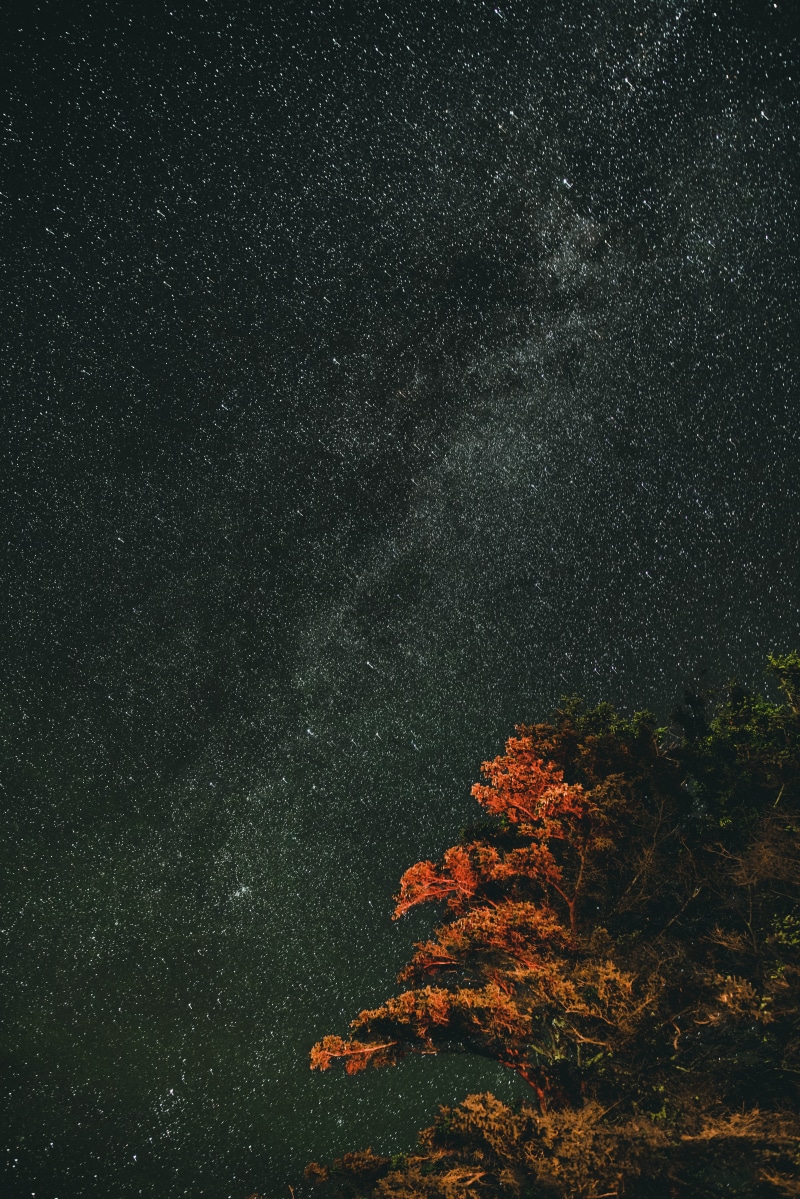 long exposure, angle, nebula, star - Space, sky, tree, dark, stars, evening, no People, astrophotography, backgrounds, forest, black Color, astronomy, woodland