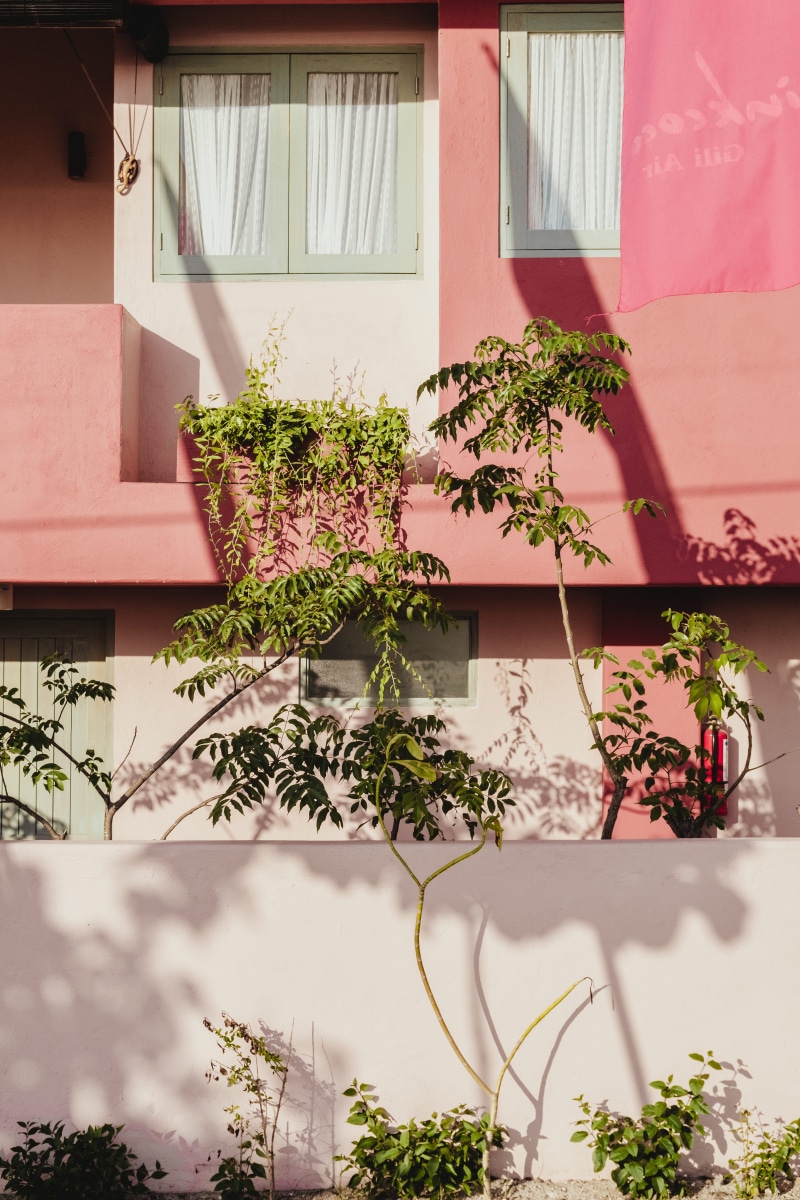 no people, potted plant, vibrant, pink color, street, town, color, urban, pink, building, colour, decor, walls, plant, plants, plant part, outdoors, flowering plant