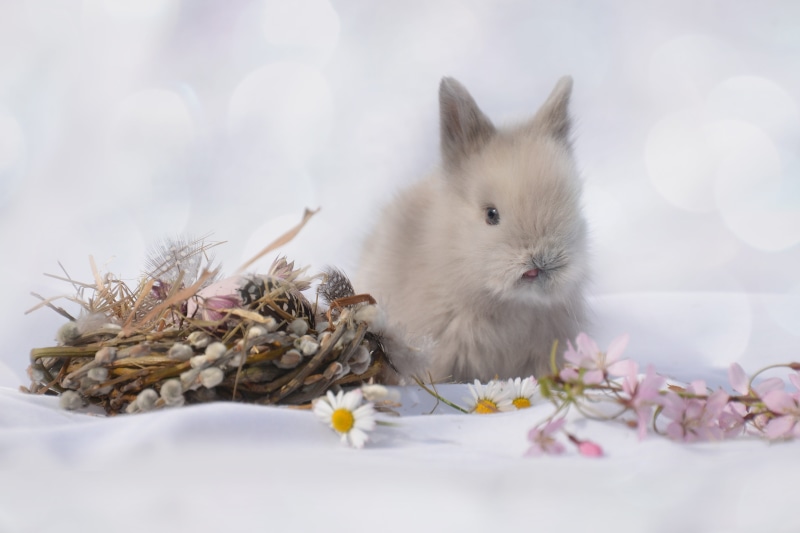 plant, fur, one animal, rabbit, pet, animal themes, vertebrate, cute, domestic animals, young animal, flower, no people, white, festival, charming, dwarf rabbit