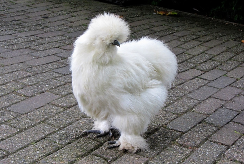 no people, Fowl, chicken with fur, Chickens, mammal, stone, outdoors, woolly, ornamental chickens, sierkip, domestic animals, Silk, high angle view, animal
