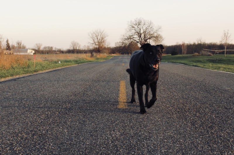 clear sky, day, dog, tree, transportation, spring, 2K, mouth open, domestic, city, country, no people, plant, golden hour, road, black lab, nature, pets