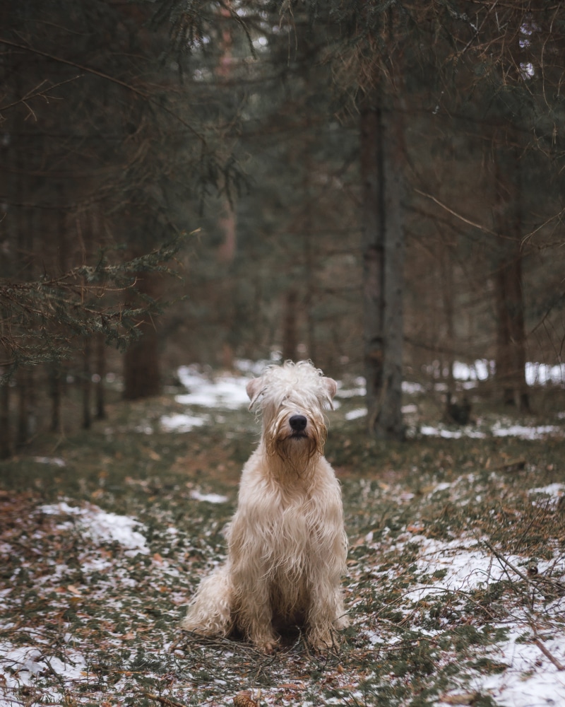 wheaten, nature, doggy, winter, spring, domestic, canine, mammal, tree, animal, cold temperature, purebred, vertebrate, pets, portrait, one animal, terrier