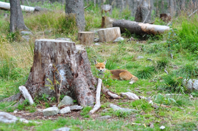 one animal, wood - material, wood, herbivorous, animals In The Wild, fauna, hairy, no people, tűzróka, red fox, head, field, pets, 4K, nature