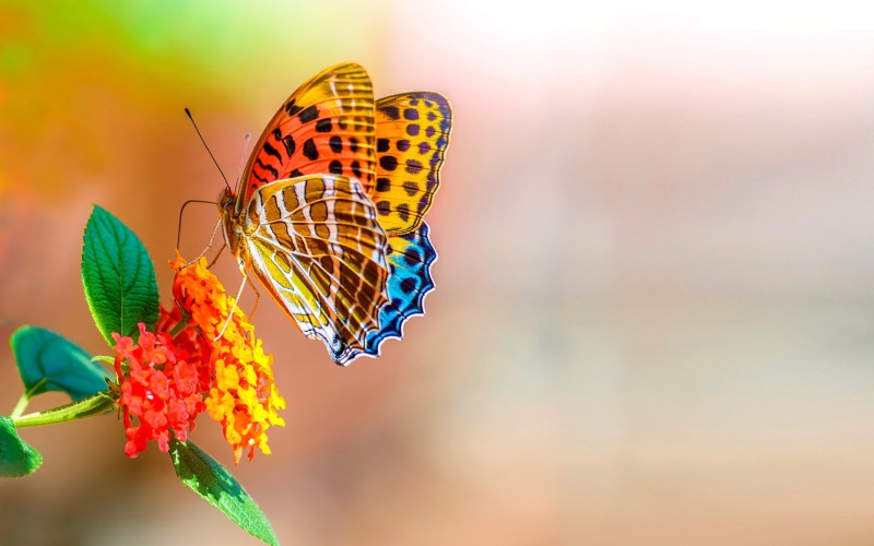 macro, colorful, butterfly, bokeh, flowers, 2K