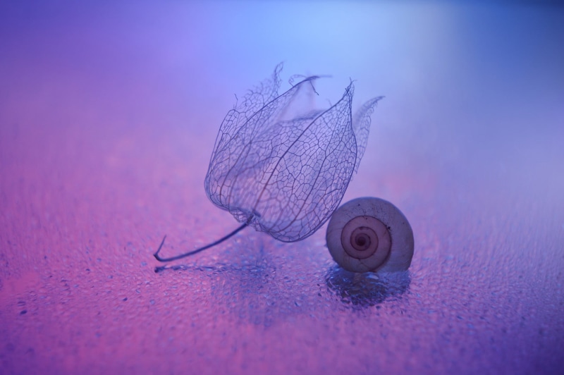 marine, gray, indoors, snail, one animal, animal themes, pink, flower, close-up, animal, Chinese lantern, macro, beauty in nature, underwater, selective focus