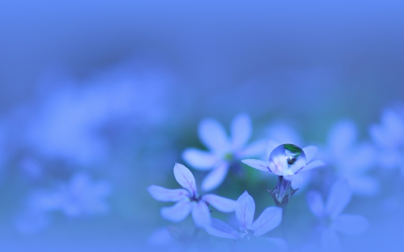 no people, flowering plant, vulnerability, freshness, small, selective focus, close-up, 2K, nature, copy space, plants, macro, water drops, blue, fragility