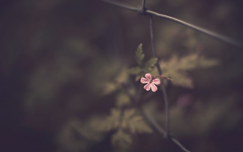 blossom, plant, vulnerability, fragility, photography, plant stem, petaled, plants, nature, pink Color, malva, green Color, summer, no People, backgrounds