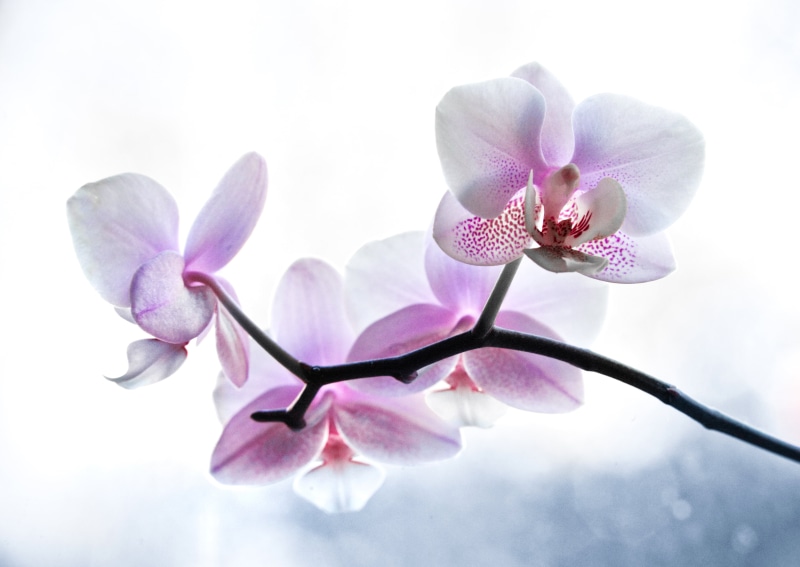 orchid  flower, flowers, macro, beauty In Nature, sunlight, petal, beauty, 70-200mm, moth Orchid, nature, moth, purple, closeup, Window, close-up, branch