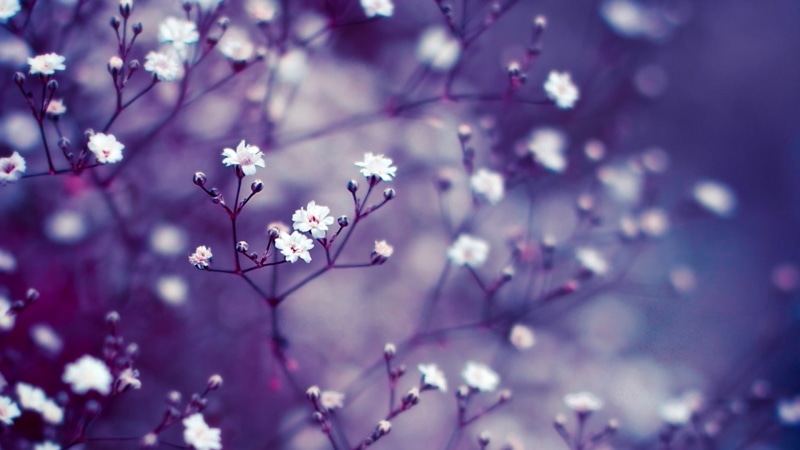 springtime, blossoming, pink Color, white flowers, branch, vulnerability, purple, tree, petal, growth, close-up, 1080P, botany, outdoors, softness, beautiful