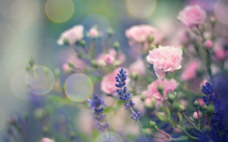 nature, flowers, macro, pink, bokeh, 1080P, hd