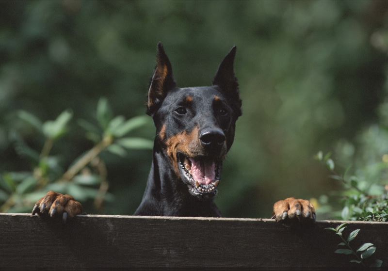 black, doberman Pinscher, mouth open, miniature Pinscher, outdoors, coated, looking at camera, purebred Dog, security, focus on foreground, mammal, obedience