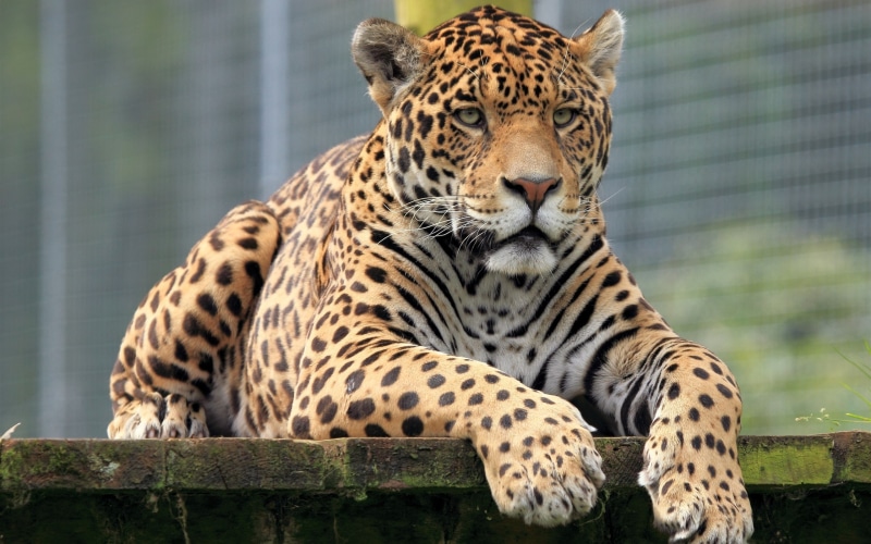 Jaguar, 2K, View, black, leopard, Front, yellow, close, Animals