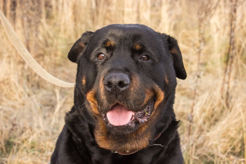 animal, tan, animals, animal body part, looking, domestic, short, animal head, purebred dog, Russia, looking at camera, mouth open, coated, black, outdoors