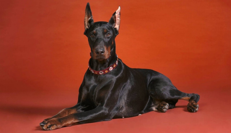 coated, black Color, no People, doberman Pinscher, domestic, brown, short, mammal, portrait, indoors, pets, sitting, people, vertebrate, black, breed, red background
