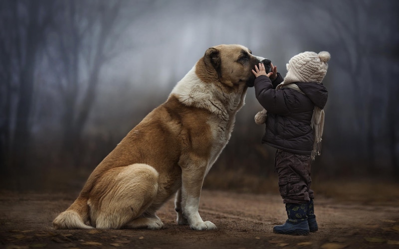 hood - clothing, dog, canine, vertebrate, brown, domestic, people, pets, children, leisure activity, domestic animals, full length, pet owner, 1080P, forest