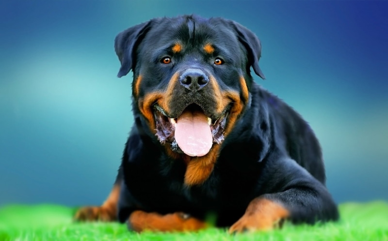 face, 1080P, dog, Rottweiler, each