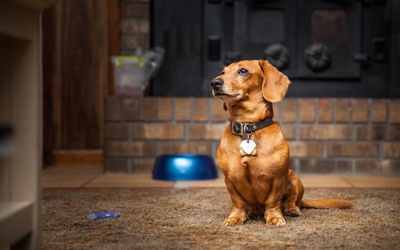 dog, pets, domestic animals, one animal, canine, sitting, chihuahua - dog, coated, no people, domestic, focus on foreground, brown, 1080P, lap dog, short