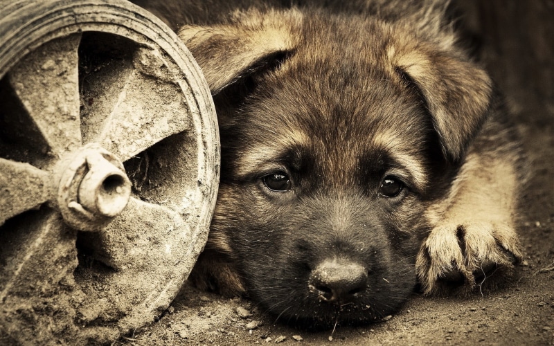 1080P, canine, no people, vertebrate, snout, portrait, animal wildlife, brown, mammal, day, coated, animals, looking at camera, domestic animals, close-up