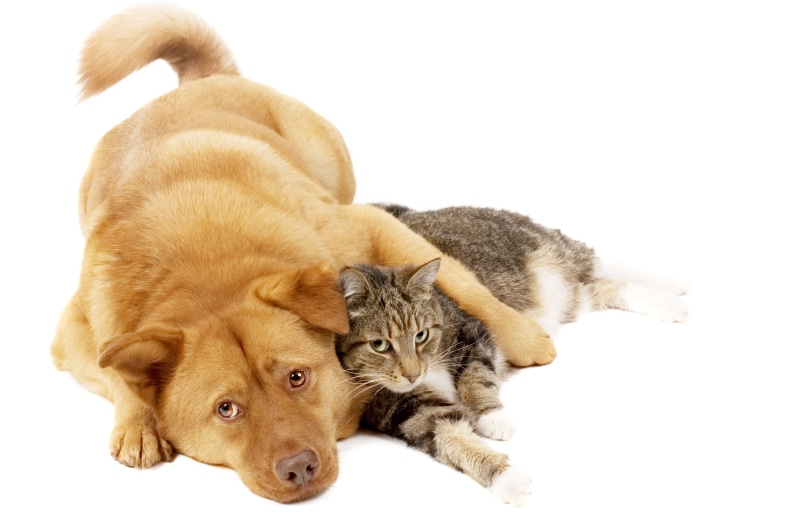 indoors, grey, mammal, young Animal, red, domestic Animals, sleeping, animal, animal themes, cat, group of animals, short, isolated, canine, paw, puppy