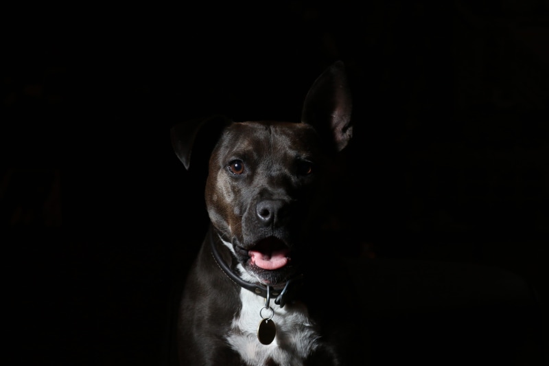 tongue, coated, doggy, one animal, animal themes, pets, pant, domestic animals, short, photo, black background, animal head, lyla, brown, black, shallow