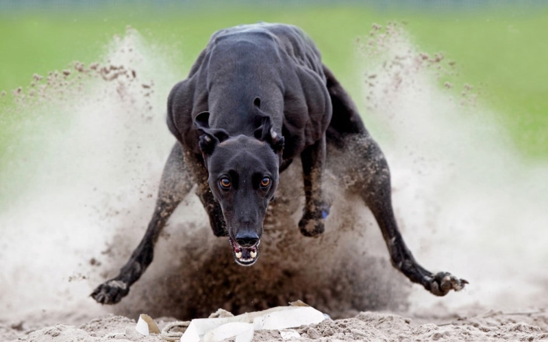 domestic, running, animals, labrador retriever, 720P, short, greyhound, animal, motion, retriever, day, domestic animals, vertebrate, coated, one animal